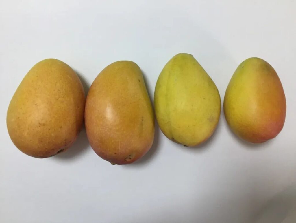 芒果是热性还是凉性_芒果怎么保存