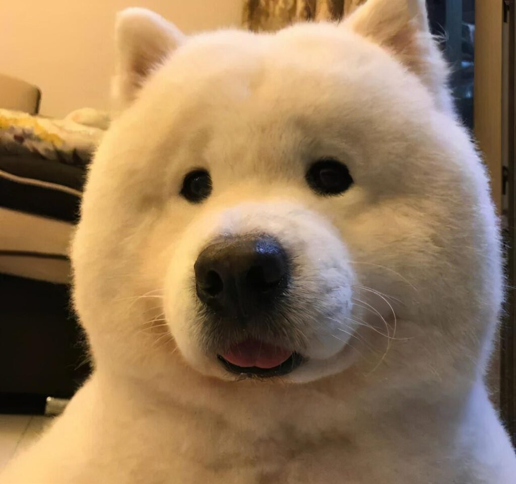 萨摩耶好养吗_优缺点有哪些