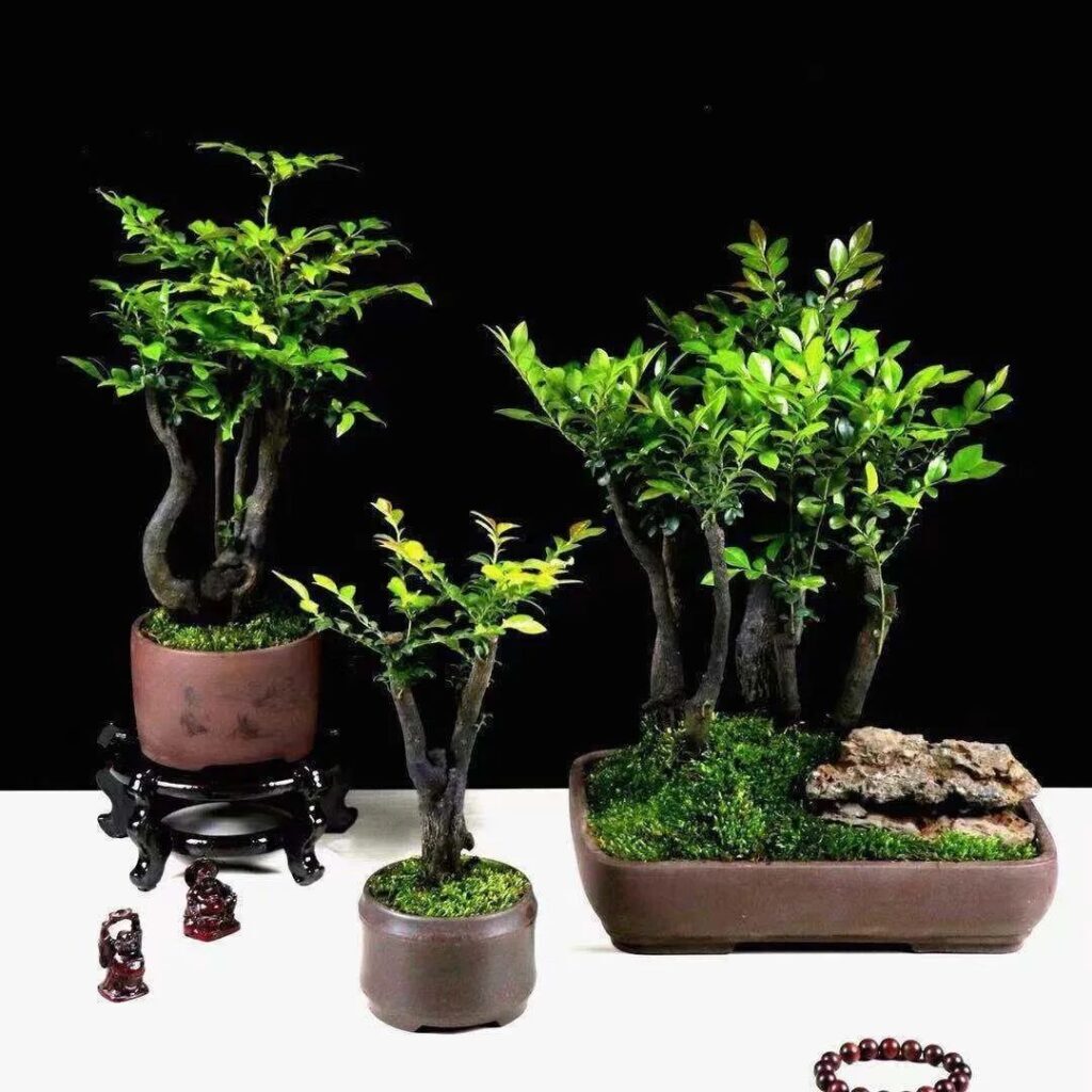 镇宅花有哪些品种_镇宅保平安的植物花卉