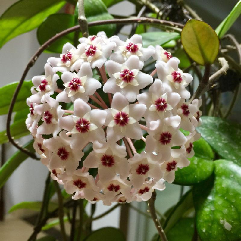 球兰花香味对人体有害吗_养球兰的三大忌