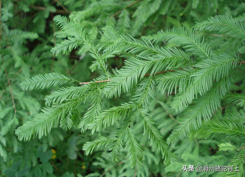 保护植物有哪些_中国最珍稀的10种植物