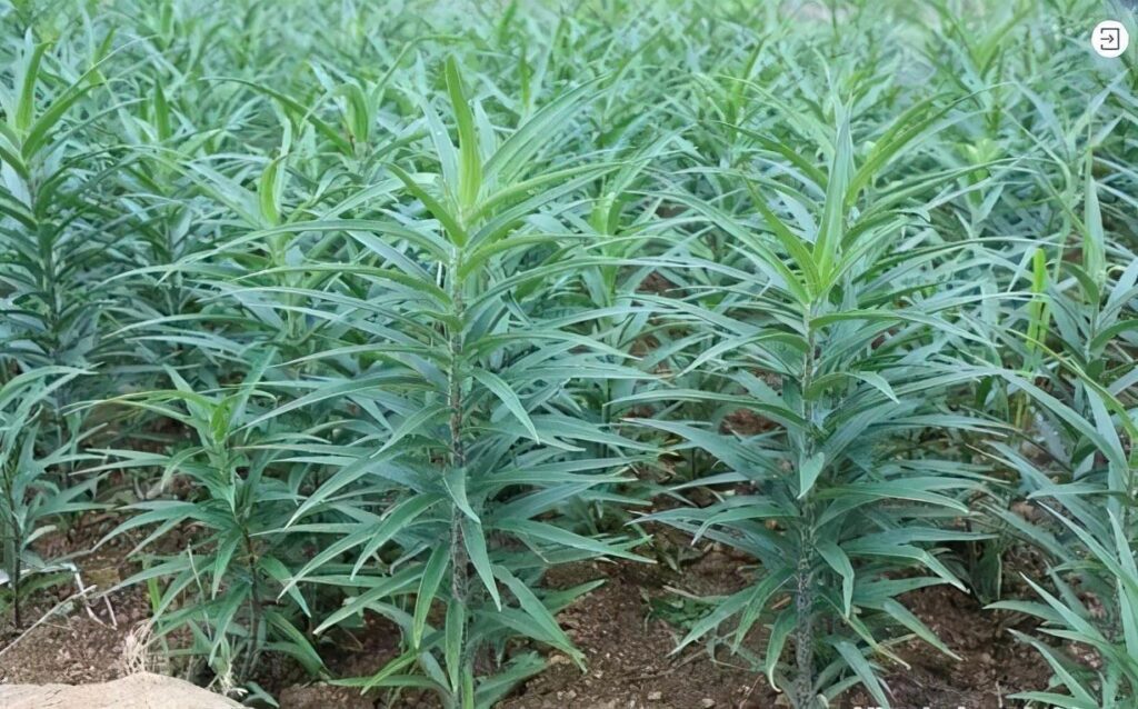 食用百合怎么种植_食用百合的种植方法和时间