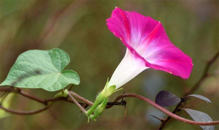 牵牛花的花语是什么_牵牛花的花语和传说故事