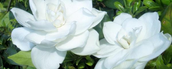 栀子花怎么养_栀子花怎么养才能养活