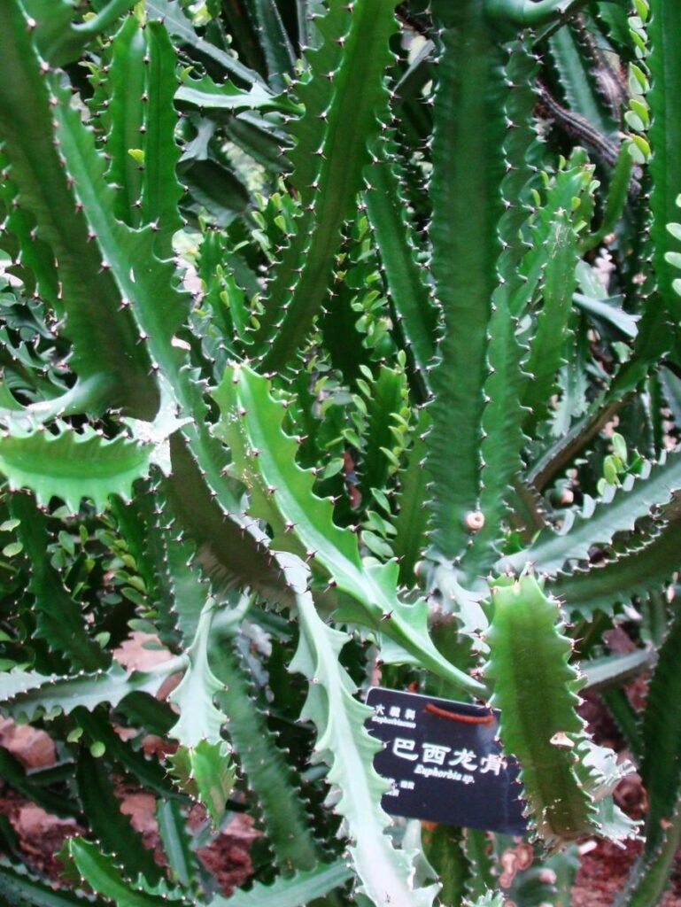有毒的多肉植物有哪些_多肉植物有毒名单