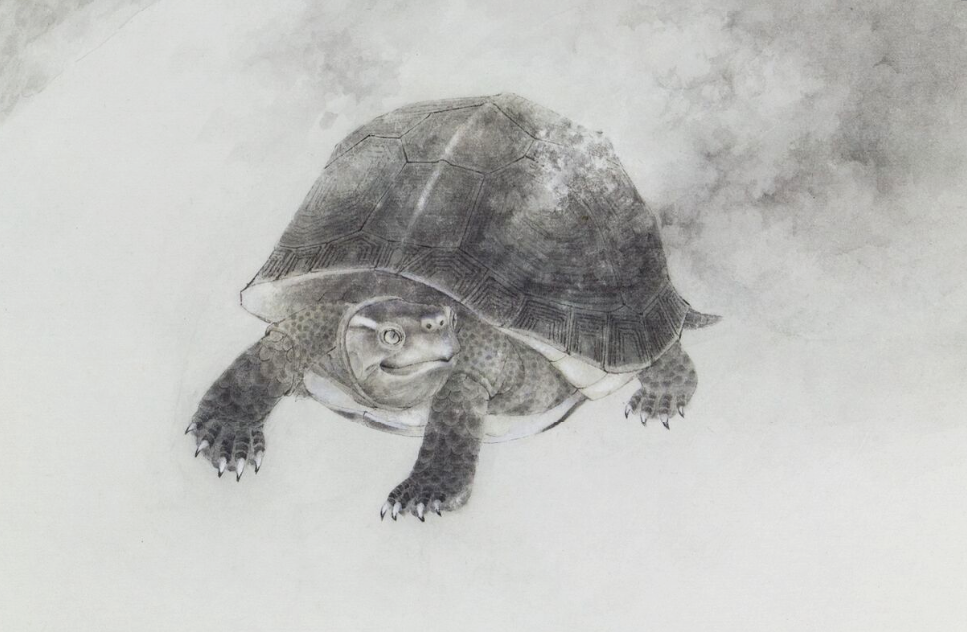 龟的寿命有多长_乌龟真的能活1000年吗