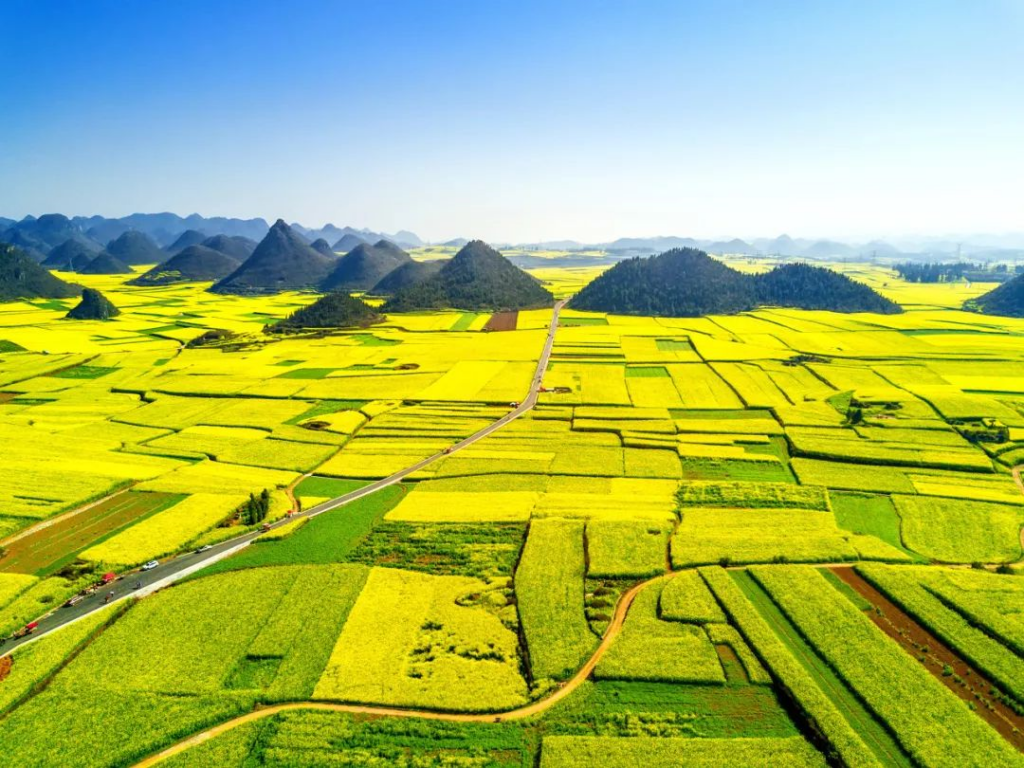 油菜花几月份开_油菜花的最佳观赏胜地