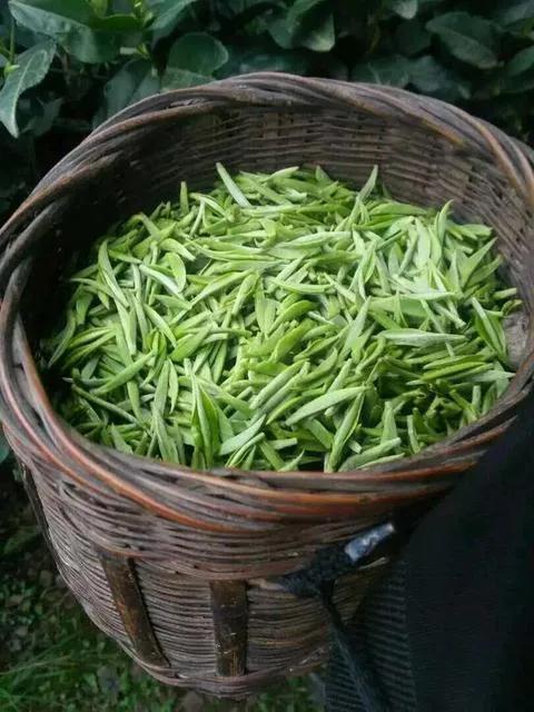 竹叶青是什么茶_竹叶青的特征和来历