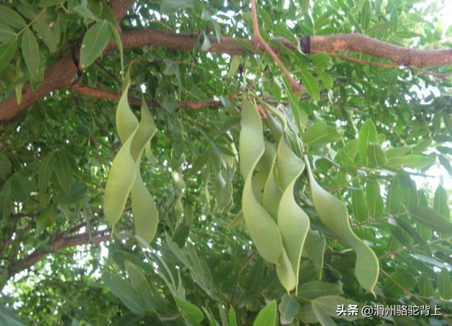 保护植物有哪些_中国最珍稀的10种植物