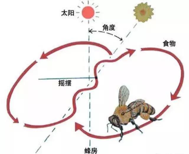 为什么蜜蜂要跳舞_蜜蜂跳舞是什么行为