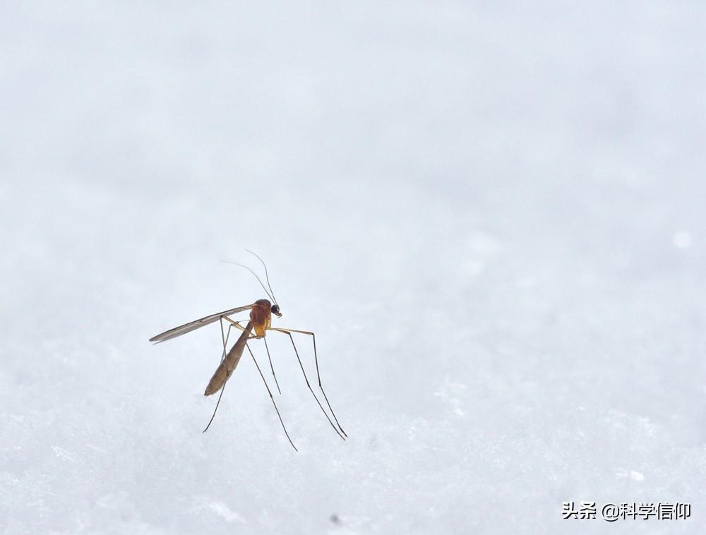蚊子怎么活过冬天的_蚊子过冬天会死吗