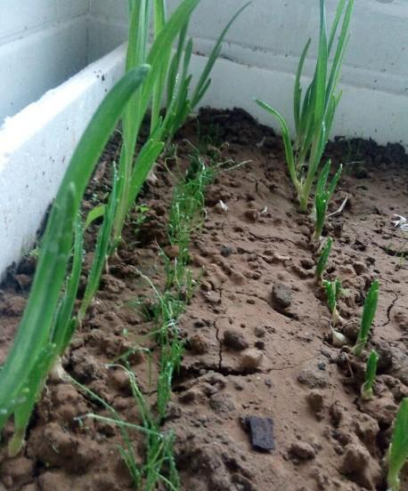 阳台盆栽蔬菜怎么种_家庭盆栽蔬菜种植小妙招