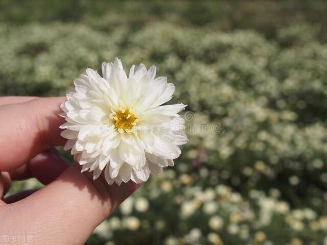 小雏菊的花语是什么_你被什么花语惊艳过