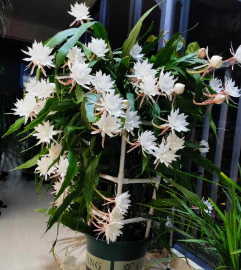 昙花什么时候开_昙花开花的时间