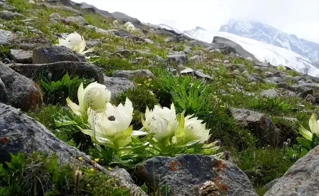 雪莲花生长在什么地方_雪莲花的生长环境和价值