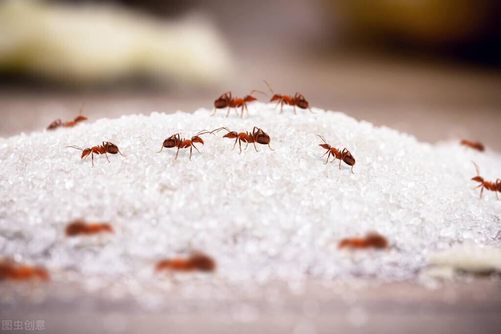 家里有蚂蚁怎么办_只需4招轻松解决