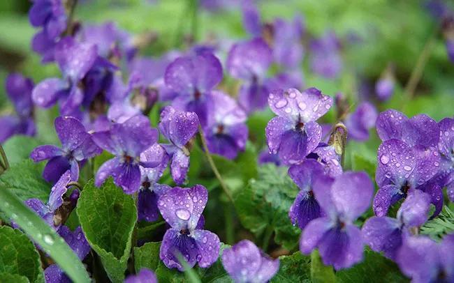 紫罗兰的花语是什么_紫罗兰的花语和寓意
