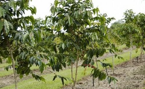 咖啡豆怎么种_咖啡豆的种植技术
