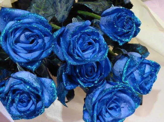 蓝玫瑰代表什么_不同数量蓝玫瑰代表的含义