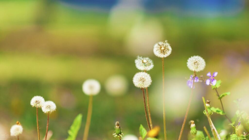 小雏菊的花语是什么_你被什么花语惊艳过