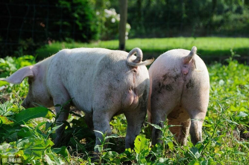 母猪养殖技术要点是什么_母猪养殖技术要点管理及喂养