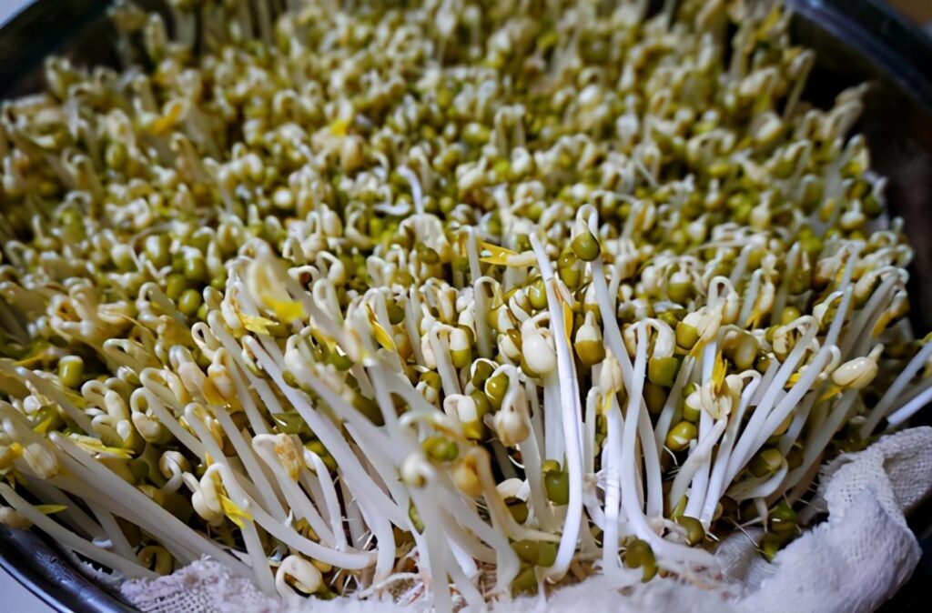 豆芽怎么发_发豆芽的制作过程