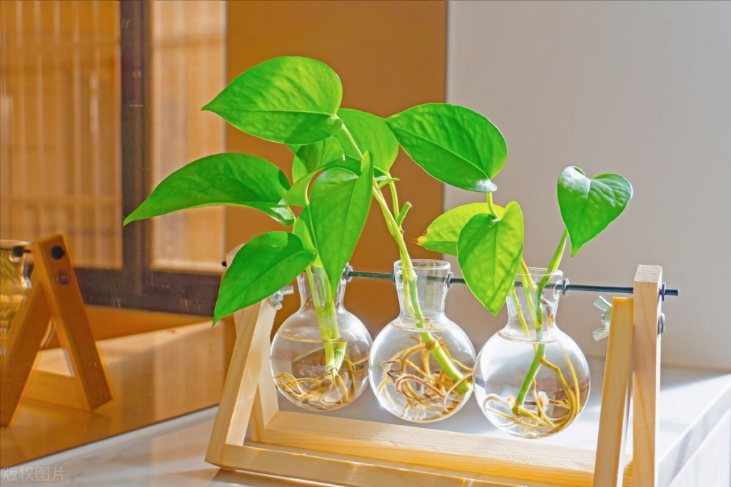 仙人掌可以防辐射吗_防辐射最强的5种植物