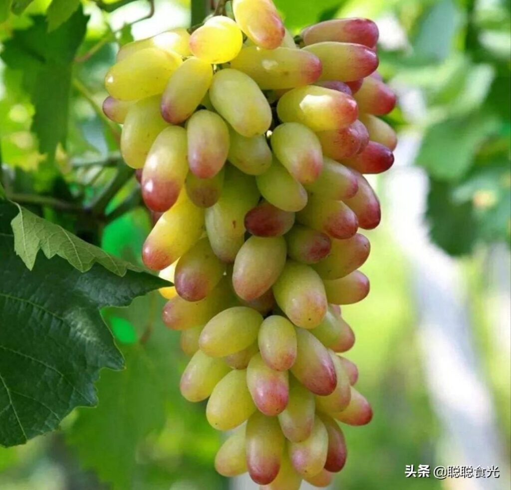 葡萄的种类有哪些_15种常见的葡萄种类各有千秋