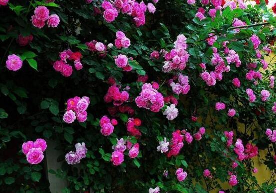 蔷薇花的花语是什么_不同颜色蔷薇的寓意及花语