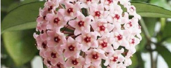 球兰花怎么种植_球兰花的种植方法及养护