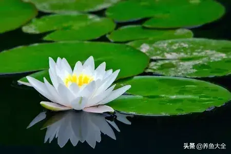 荷花和连花是一种吗_荷花和连花有区别吗