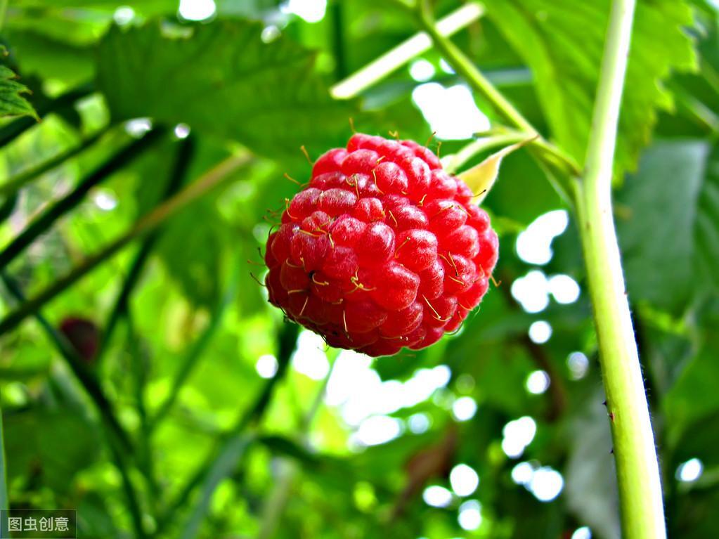 树莓怎么种植_高产树莓栽培技术和管理