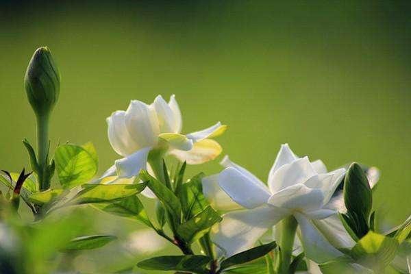 栀子花怎么养_栀子花怎么养才能养活