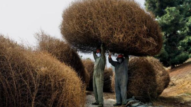 什么是风滚草_风滚草在中国叫什么