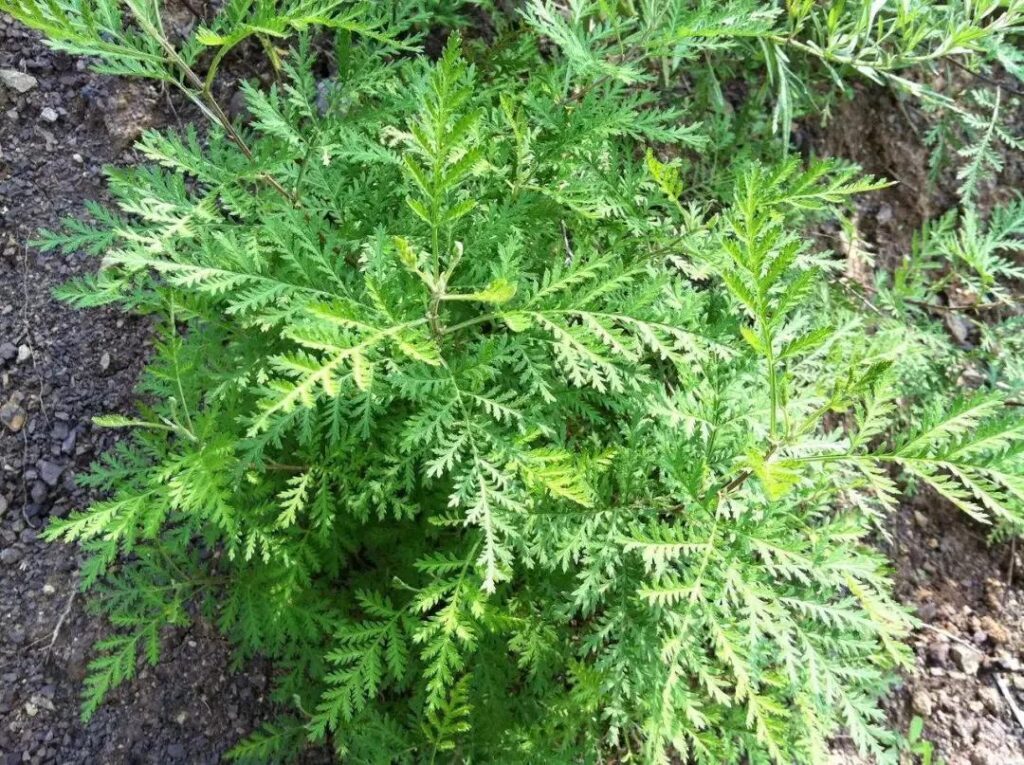 青蒿素是什么植物提取的_你知道吗