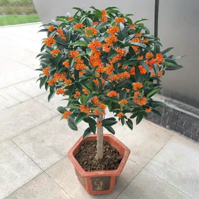 如何养好桂花树_桂花树的养殖方法和注意事项