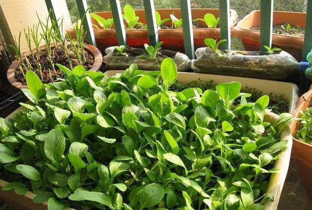 阳台盆栽蔬菜怎么种_家庭盆栽蔬菜种植小妙招