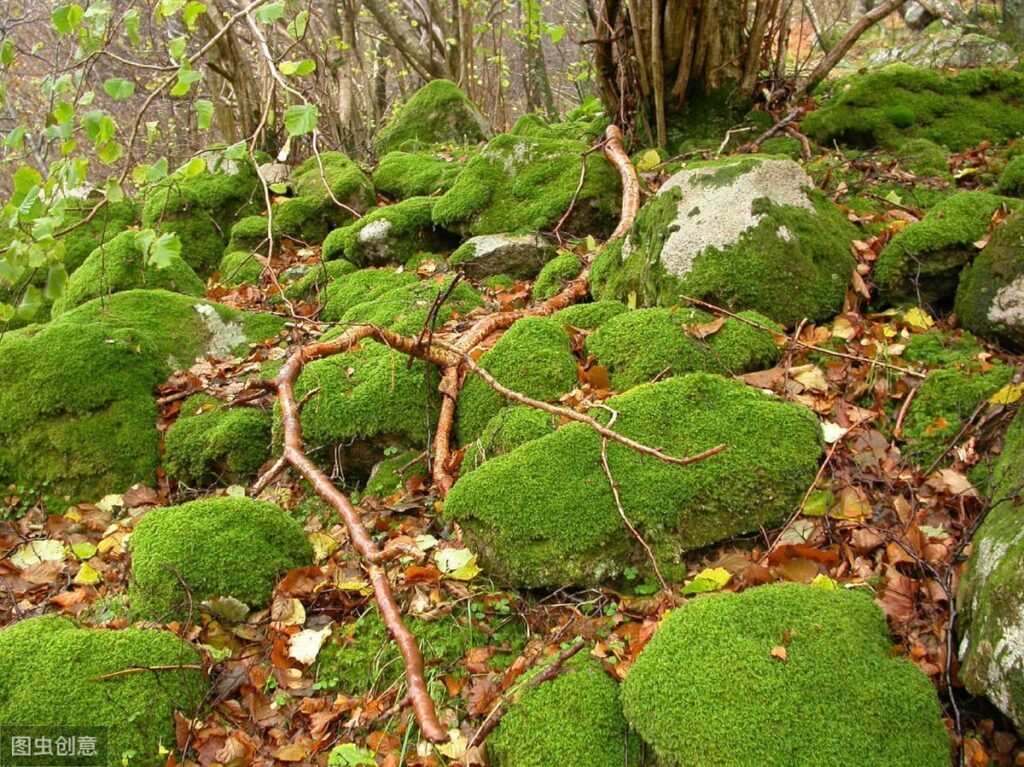 苔藓如何养护_苔藓直接铺上去能活吗