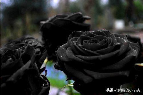 黑玫瑰的花语是什么_黑玫瑰有什么传说故事