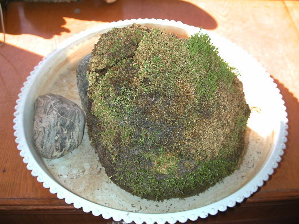 苔藓如何养护_苔藓直接铺上去能活吗