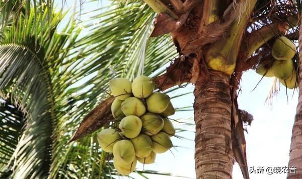 椰子是凉性还是热性水果_国内哪些地方生产椰子