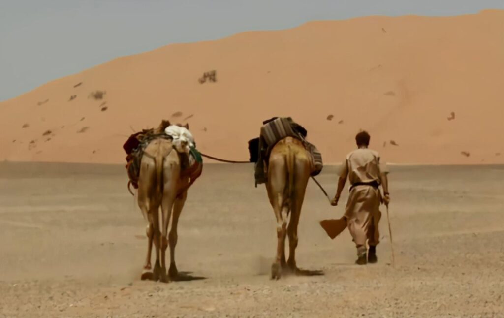骆驼的驼峰用来干嘛_骆驼的驼峰储存着什么