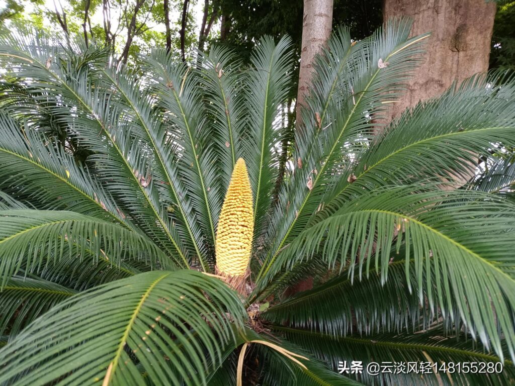 铁树开花多少年一次_铁树开花的寓意
