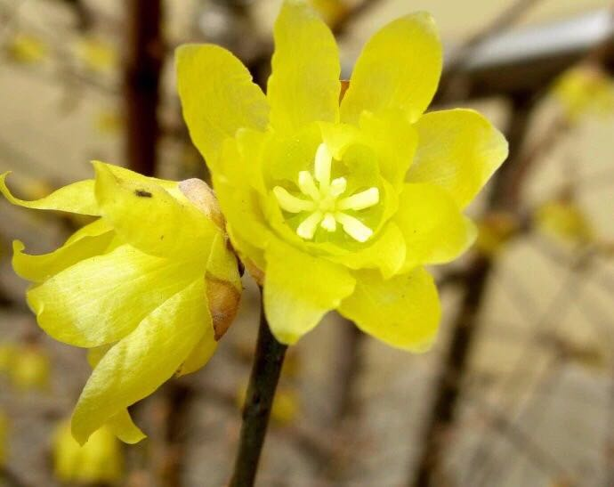 梅花是冬季还是春季开_腊梅和梅花是一种花吗