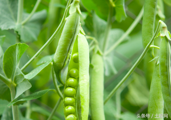 荷兰豆什么季节种的_荷兰豆种植技术与管理方法