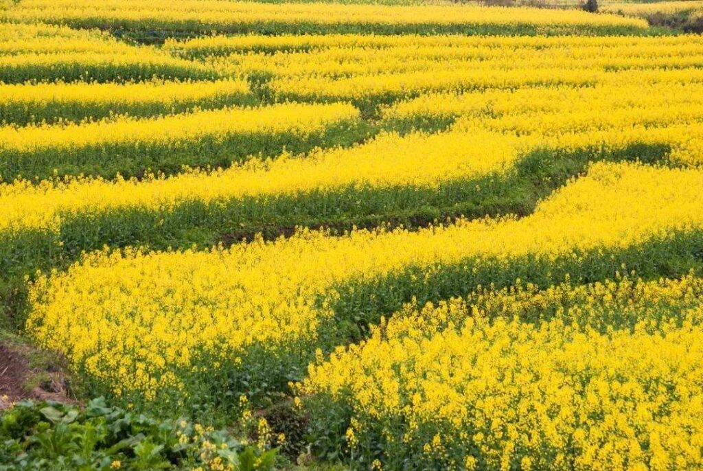 油菜花几月份开_油菜花的最佳观赏胜地