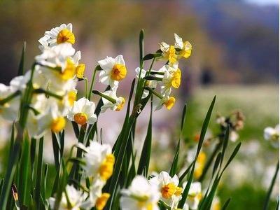 水仙花是哪个季节开的_水仙花花语和象征的意义