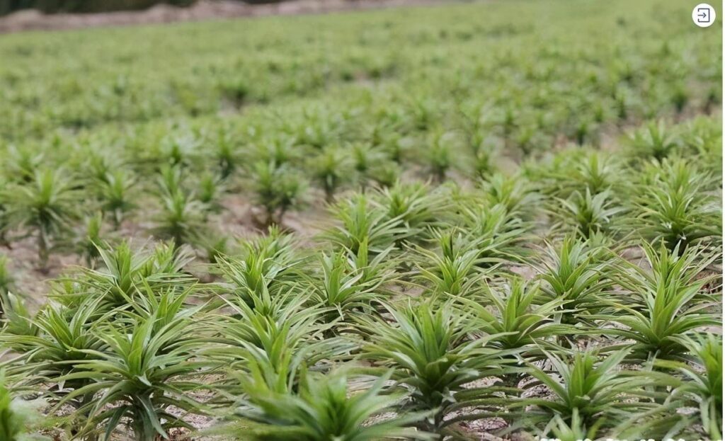 食用百合怎么种植_食用百合的种植方法和时间
