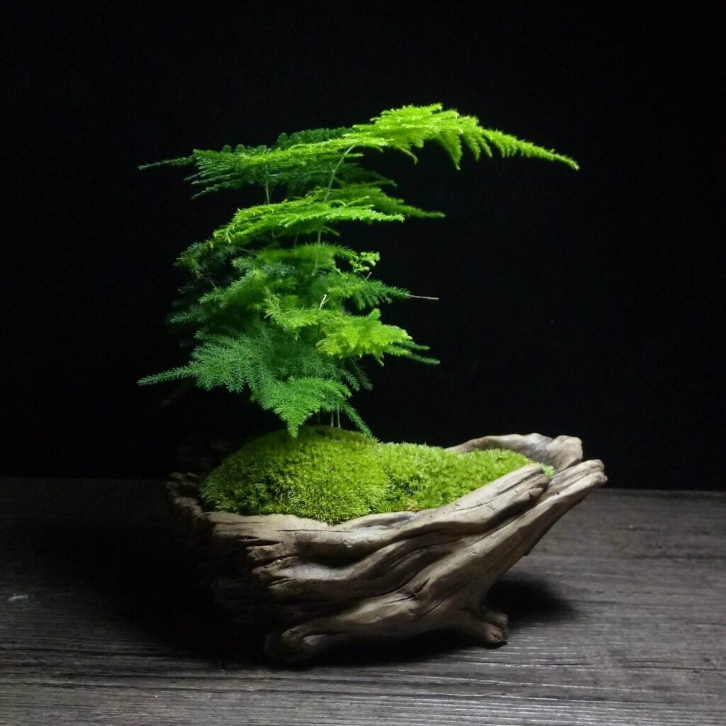 苔藓如何养护_苔藓直接铺上去能活吗