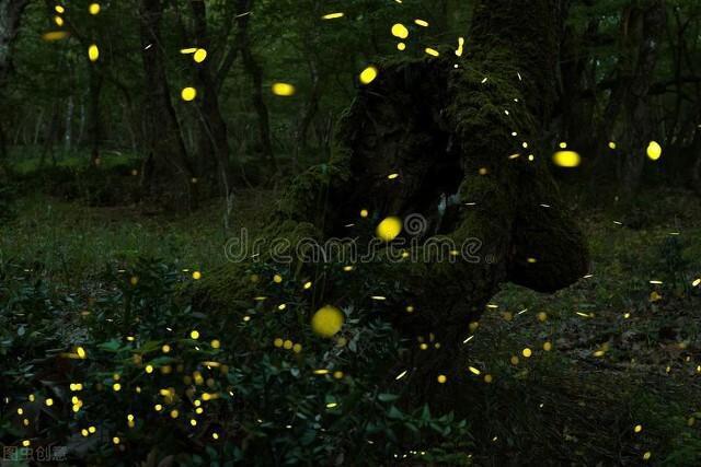 为什么萤火虫会发光_萤火虫发光的目的是什么